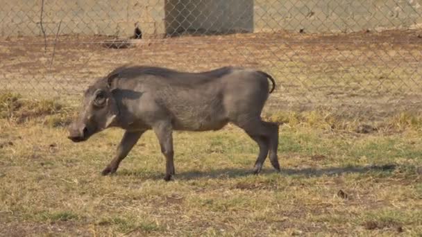 African Warthogs Eating Grass Walking — Stockvideo