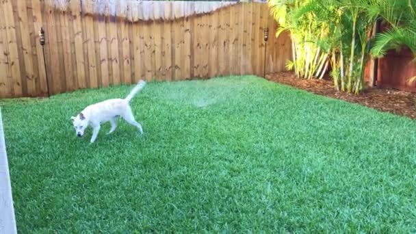 Funny Dog Running Sprinklers — Stockvideo