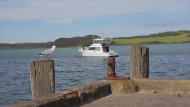 Seagull Standing Dock Boat Background Seagull Fly Away Slow Motion — Video Stock