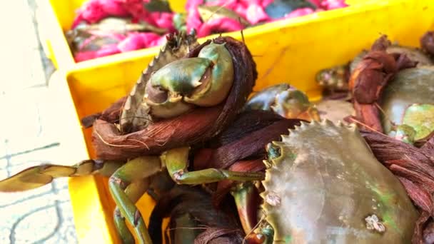 Close Shots Fresh Stone Crab Shell While Crawling Out Bucket — Stock Video