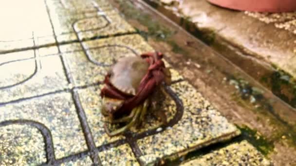 Close Shots Crab Jumping Back Basket — Stock Video