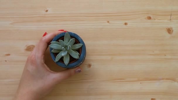 Top View Afemale Hand Bringing Winter Decoration Succulent — 图库视频影像