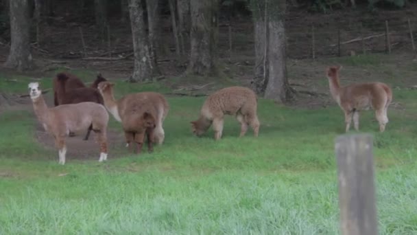 Wide Shot Alpacas Pasture Slow Motion — Vídeos de Stock