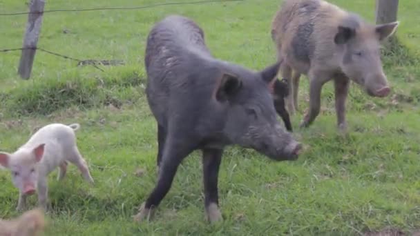 Farm Pigs Coming Field — Video Stock