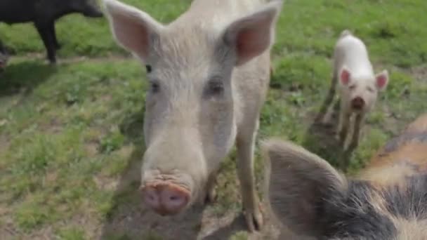 Closeup Bunch Farm Pigs Looking Camera — Stock Video