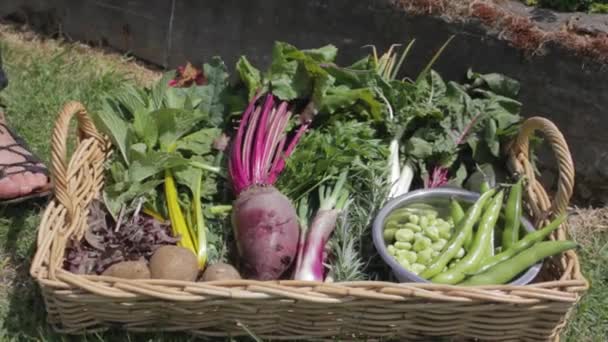 Знімок Різноманітного Свіжого Сирого Овоча Саду Картопля Морква Редька Буряк — стокове відео