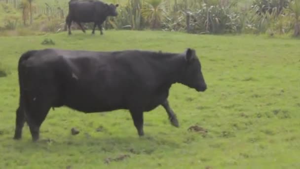 Black Cow Running Field Filmed Slow Motion Car — ストック動画