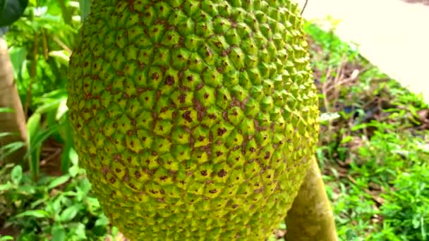 Close Shots Jackfruit Tree Hanging — Video