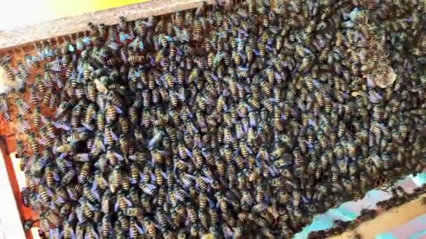 Close Shots Bee Nest Thousand Bees — Stockvideo