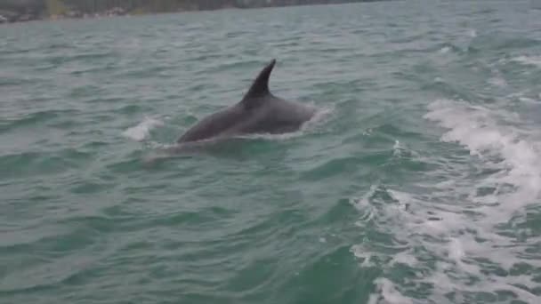 Slow Motion Dolphin Jumping Out Water Back Boat — Stock video