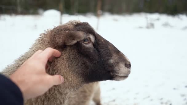 Hand Scratching Sheep Pov — Vídeos de Stock