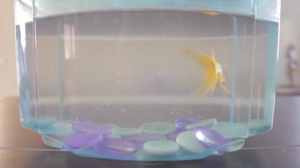 Closeup Goldfish Swimming Its Bocal — Stock video