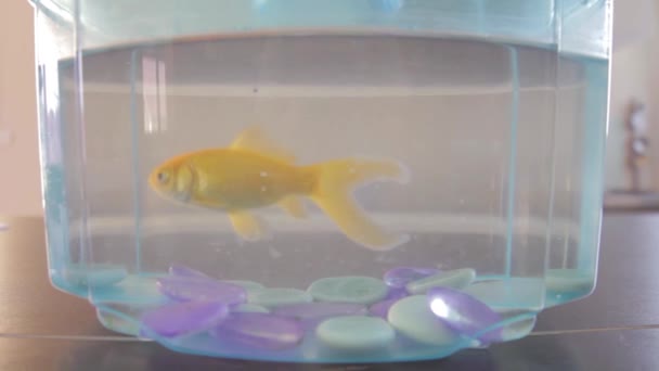 Closeup Bocal Pet Gold Fish Swimming — Wideo stockowe