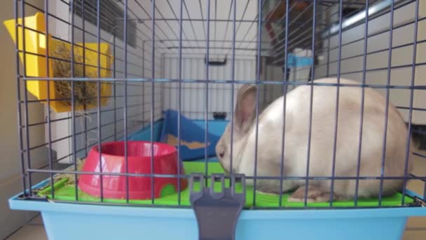 Shot Rabbit Being Fed Carrot His House Cage — 图库视频影像