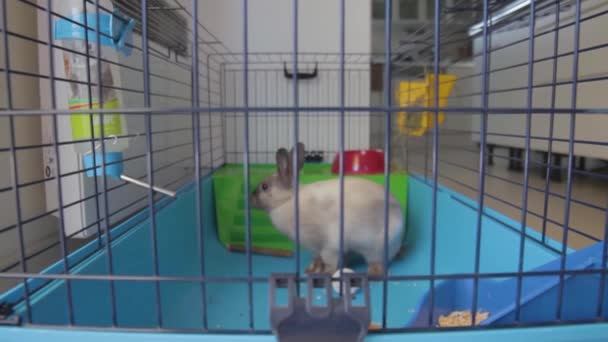 Closeup Pet Rabbit Cage Going Out His Little House Eating — Vídeo de Stock