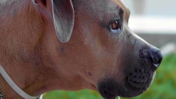Pitbul Dog Sniffing Shot 100Fps — Vídeo de Stock