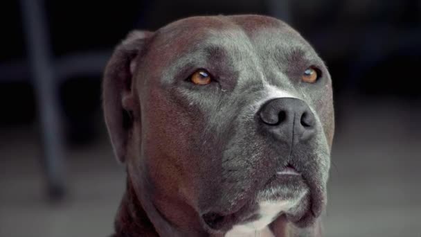 Pitbul Dog Sniffing Shot 100Fps — Stock video