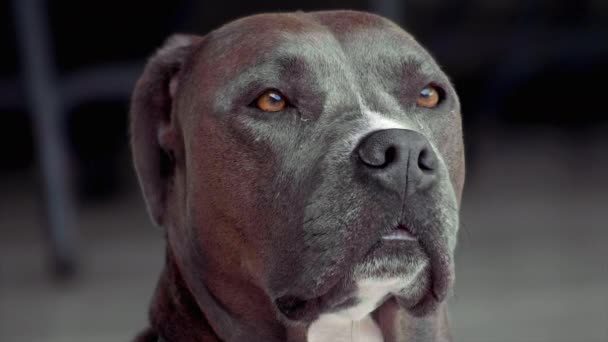 Pitbul Dog Sniffing Shot 100Fps — Stock Video