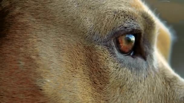 Κοντινό Πλάνο Των Σκύλων Eye Shot 100Fps — Αρχείο Βίντεο