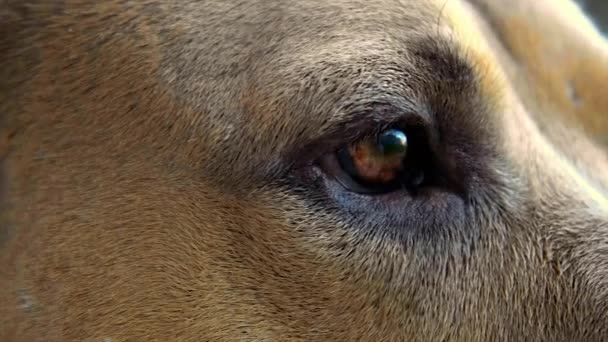Close Dogs Eye Shot 100Fps — Stockvideo