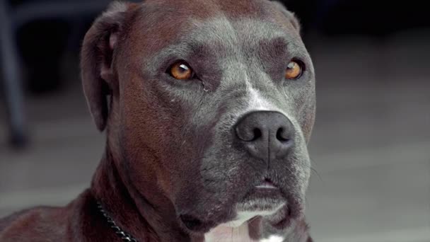 Pitbul Dog Sniffing Shot 100Fps — Vídeos de Stock