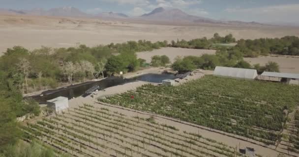 Aerial Vineyard Atacama Desert — Vídeo de Stock