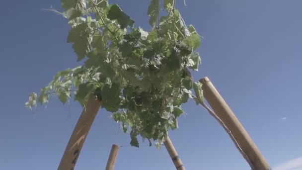 Vineyard Atacama Desert — Vídeos de Stock