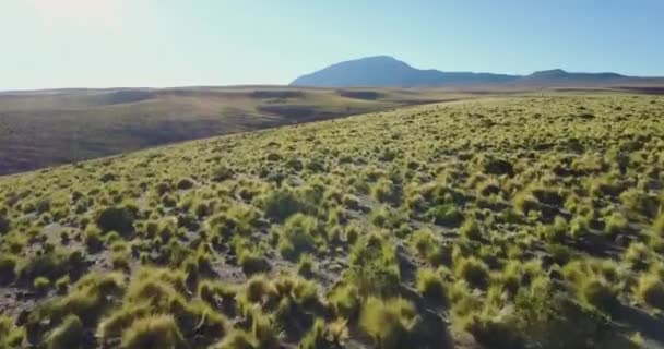 Aerial Green Field Atacama Desert — Vídeo de stock
