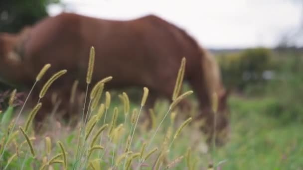 Pan Horse Green Field Eating Grass Swaying Wind — Wideo stockowe