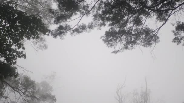 Slow Tilt Trees Lot Fog Creating Misty Atmosphere — Stok video
