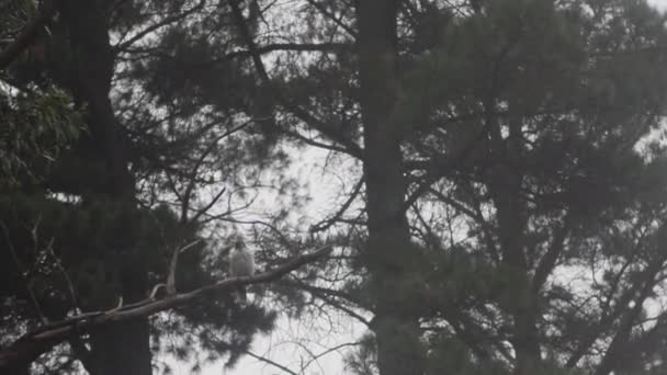 Wide Shot Kookaburra Bird Tree Australia Some Mist Fog — Stockvideo