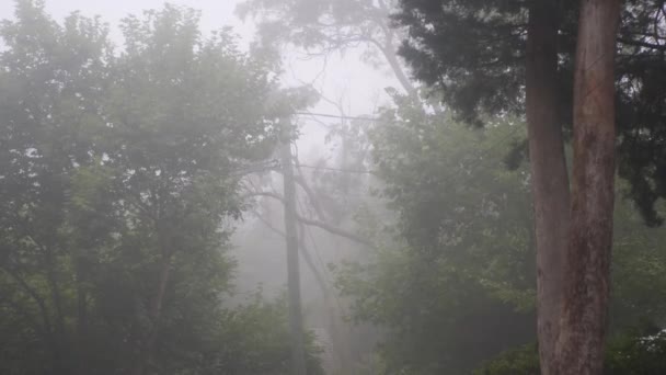 Wide Shot Forest Mist Trees Creating Spooky Atmosphere — Video Stock