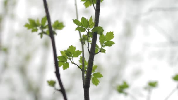 Green Leaves Overcast Day — Vídeo de Stock
