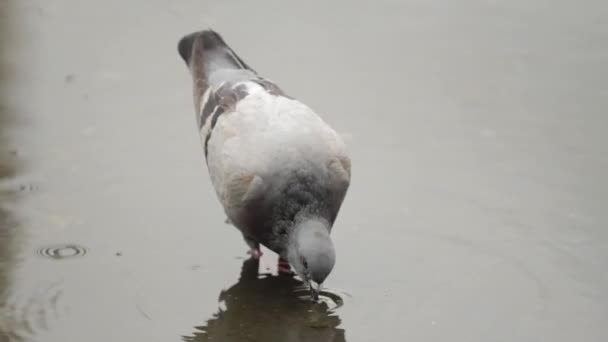 Pigeon Pecking Puddle Street — Video Stock