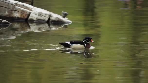Beautiful Duck Swimming Pond — Video