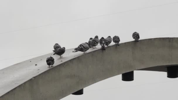 Pigeons Perched Ledge Building — стоковое видео