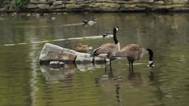 Geese Standing Shallow Pond — Video Stock