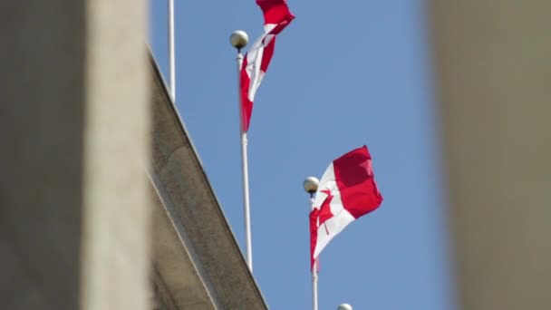 Canadian Flags Blowing Wind — Wideo stockowe