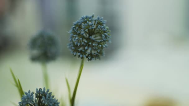 Close Beautiful Blue Plant Table — Vídeo de Stock