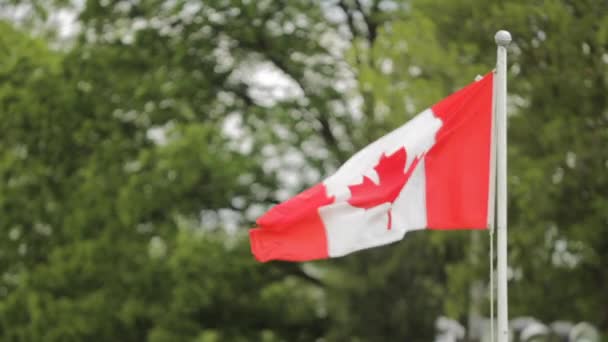 Canadian Flag Blowing Wind Park — Stockvideo