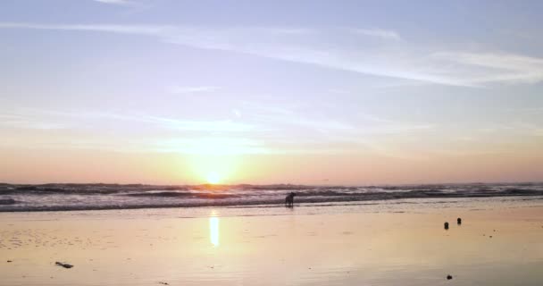 Video Dogs Running Beach Playing Sunset Waves Crash Sun Sets — Stockvideo