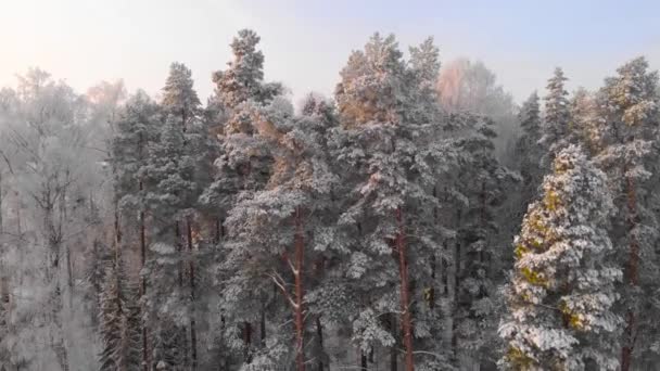 Drone Flying Woods Sweden — стоковое видео