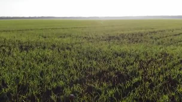 Drone Smooth Flight Low Fresh Green Field Crops — Vídeo de Stock