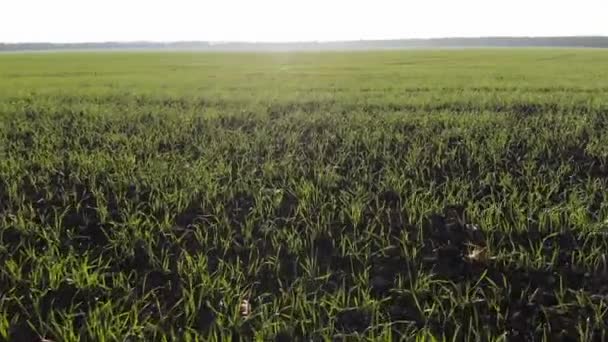 Drone Smooth Flight Low Fresh Green Field Crops — Vídeo de Stock