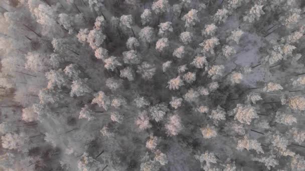 Drone Powering Trees Snowy Sweden — Wideo stockowe