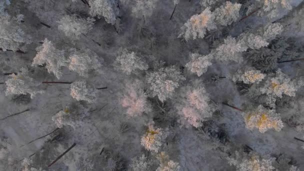 Drone Κλίση Από Πάνω Πάνω Πάνω Από Δάση Στη Σουηδία — Αρχείο Βίντεο