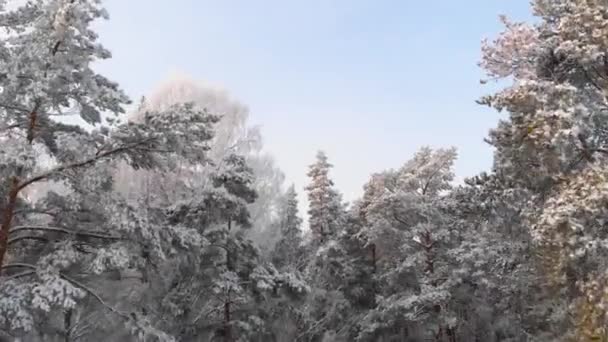 Drone Flying Trees Snowy Weather — Vídeos de Stock