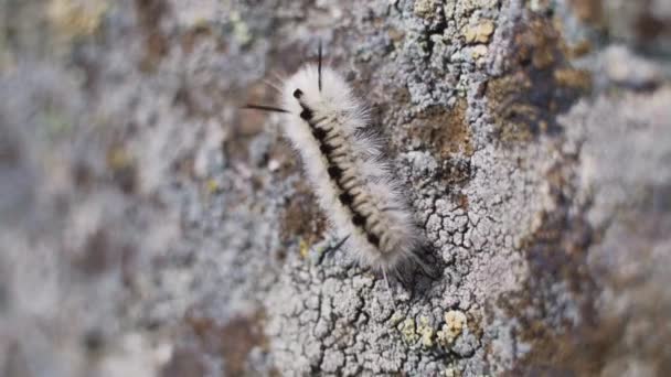 Fuzzy Caterpillar Crawling Mossy Rock Close Macro — Video