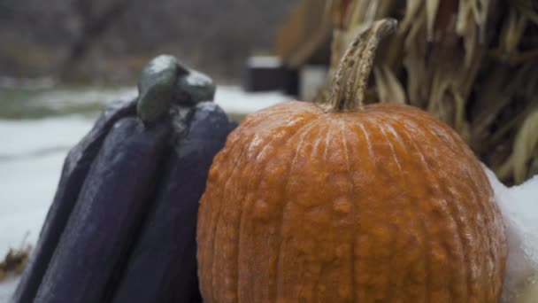 Fall Pumpkins Covered Ice Snow Slow Pan Right — Stok video