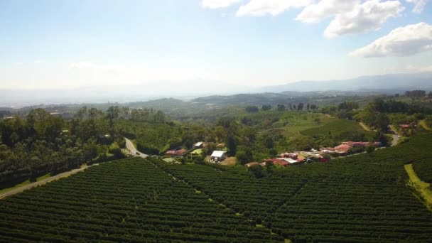 Beautiful Vineyard European Countryside — Vídeos de Stock